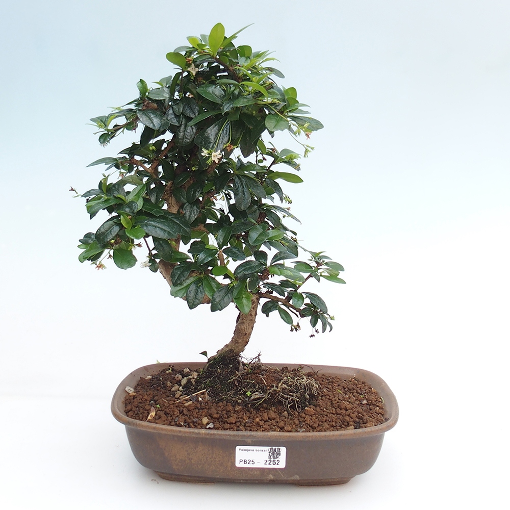 Zimmer Bonsai - Carmona macrophylla - Tea Fuki