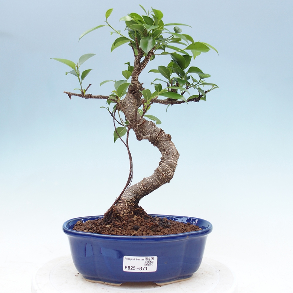 Indoor-Bonsai - Ficus retusa - kleiner Ficus