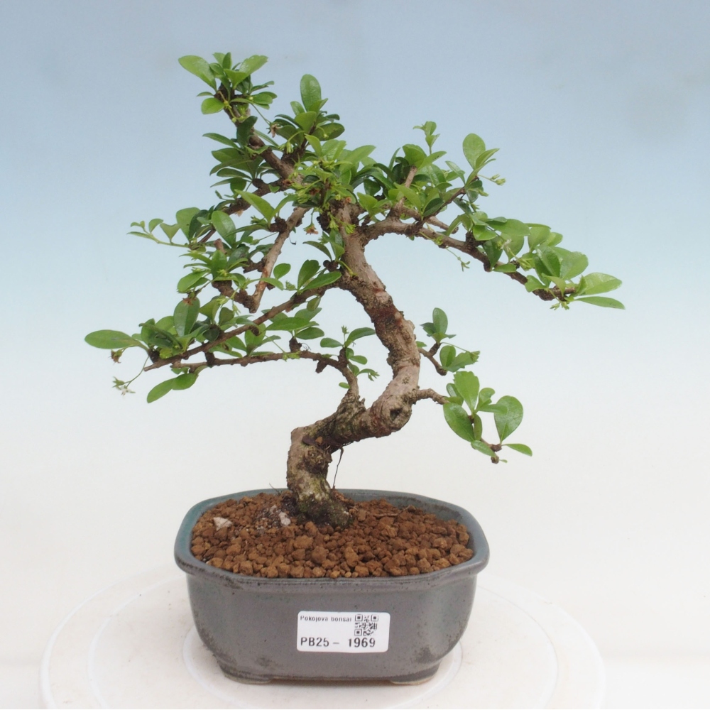Zimmerbonsai - Carmona Macrophylla - Fuki-Tee