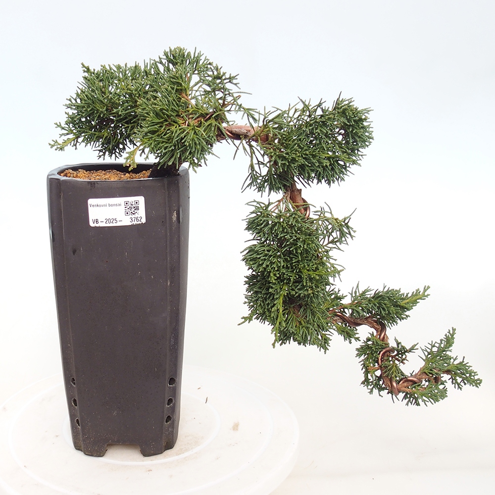 Bonsai für draußen - Juniperus chinensis Kishu