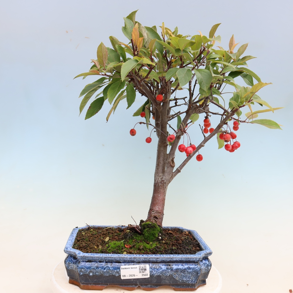 Outdoor-Bonsai -Malus domestica - Kleinfrüchtiger rotblättriger Apfelbaum