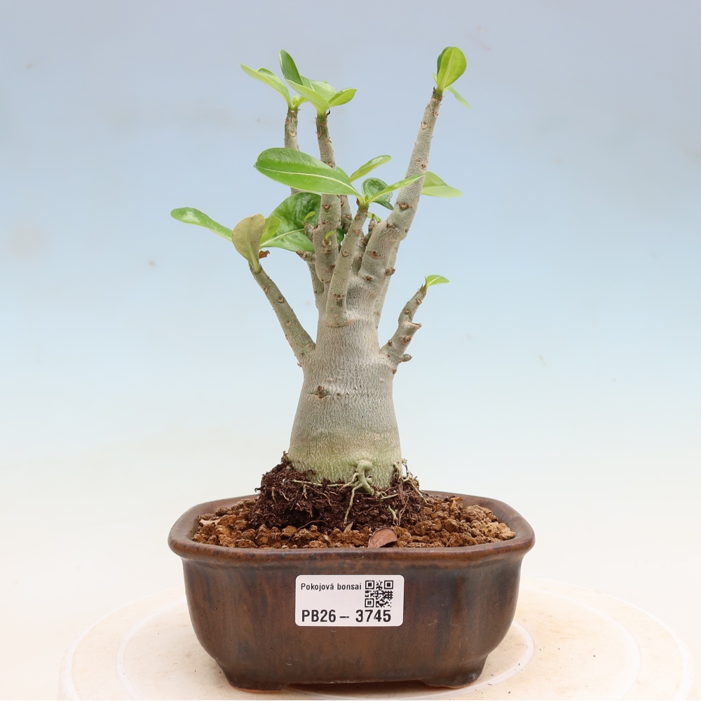 Zimmerbonsai – Adenium obesum „Red Star“ – Wüstenrose