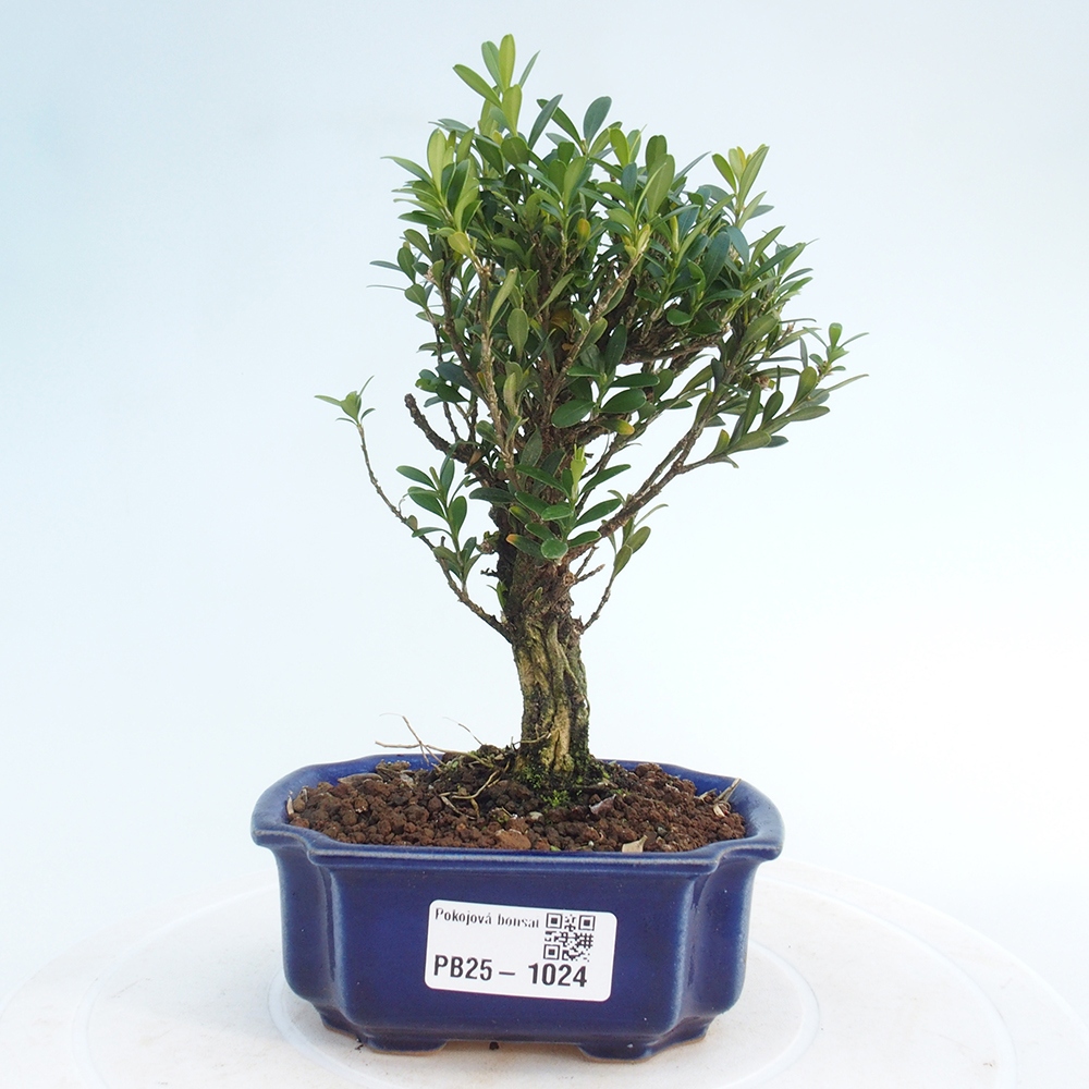 Zimmerbonsai - Buxus harlandii - Korkbuchsbaum