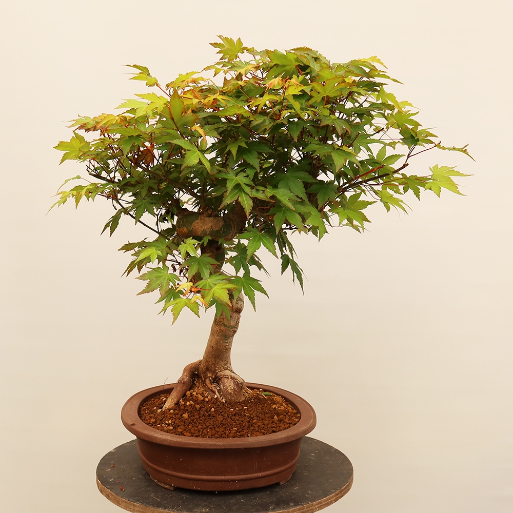 Bonsai für draußen - Ahorn palmatum - Palmen
