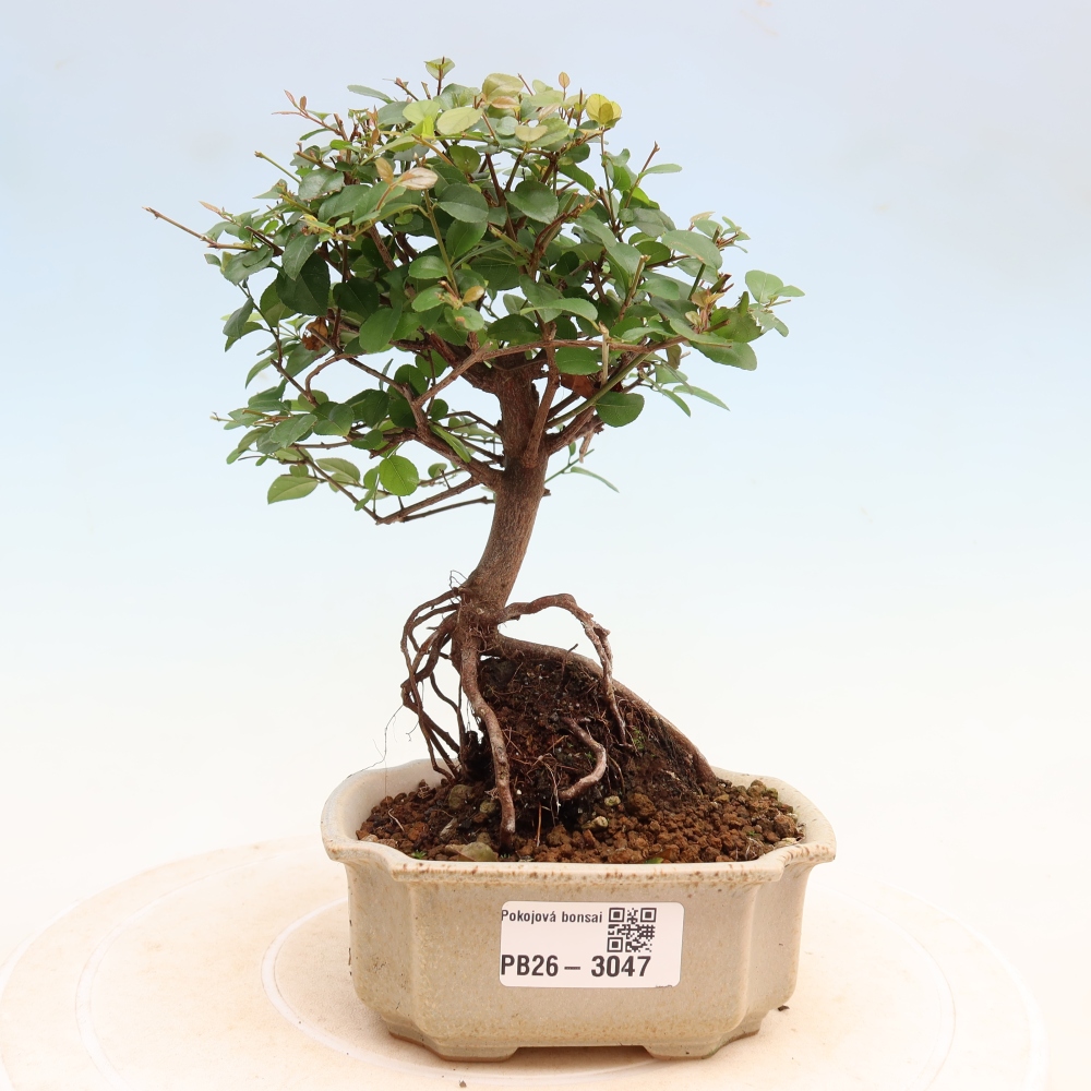 Zimmer Bonsai - Sageretia thea - Sageretia thea