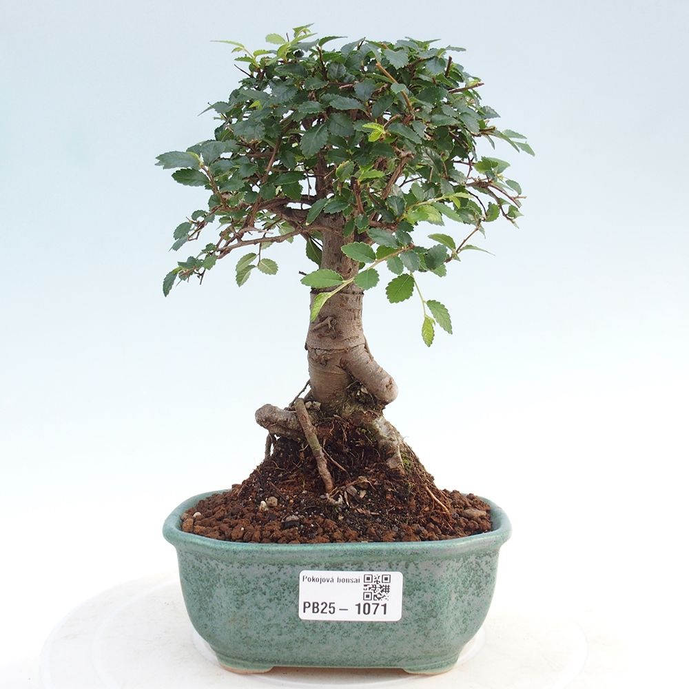Zimmer Malolistý Ulme Bonsai