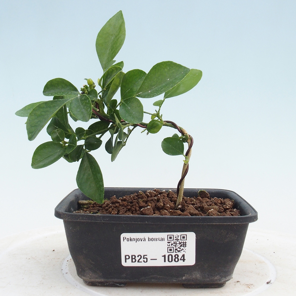 Zimmerbonsai - Muraya paniculata