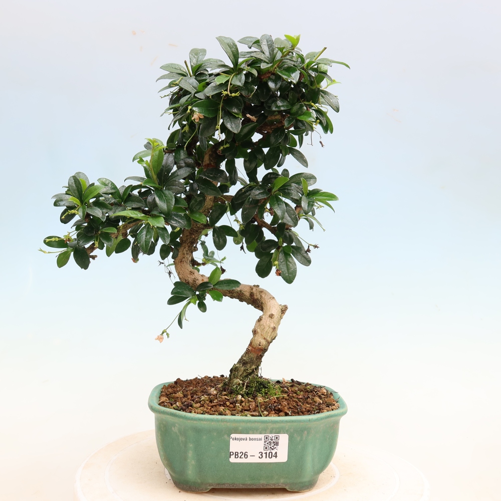 Zimmer-Bonsai - Carmona macrophylla - Tee-Fuki