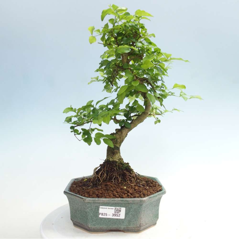 Zimmer Bonsai -Ligustrum chinensis - Vogelschnabel