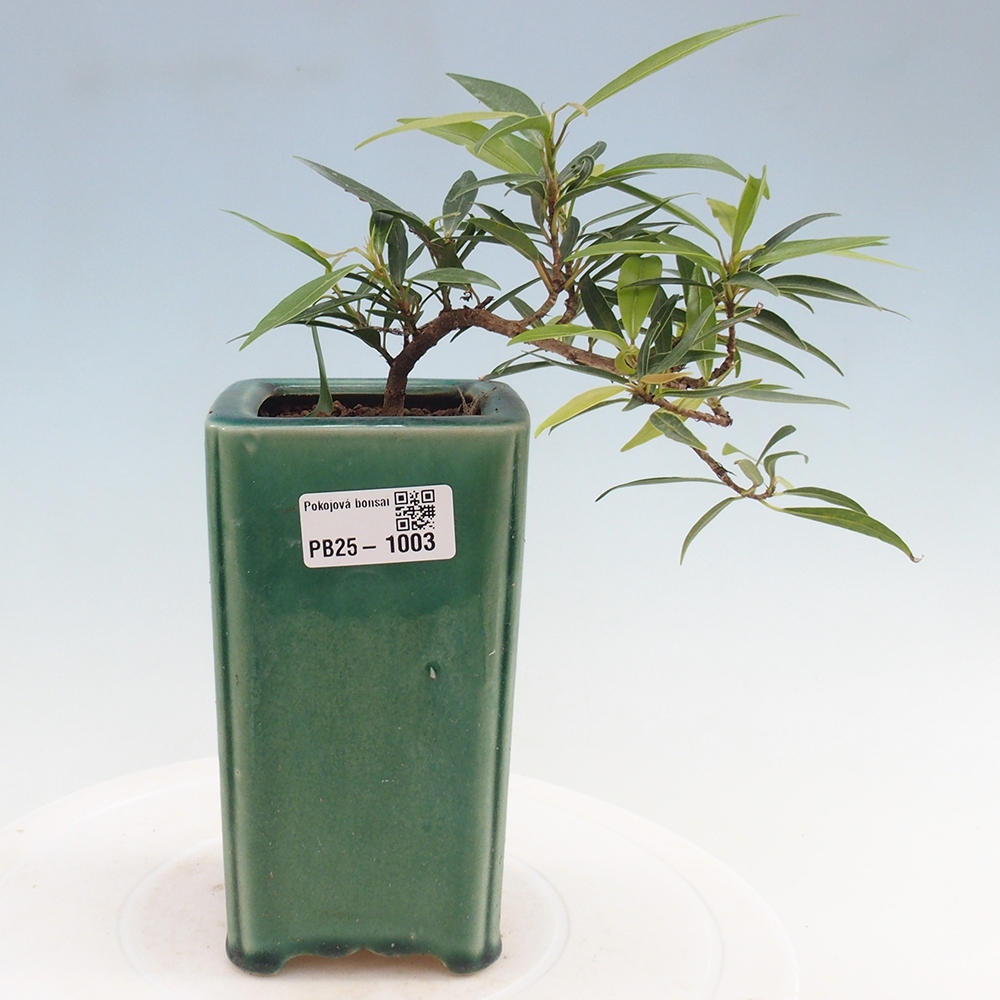 Zimmerbonsai - Ficus nerifolia - kleinblättriger Ficus
