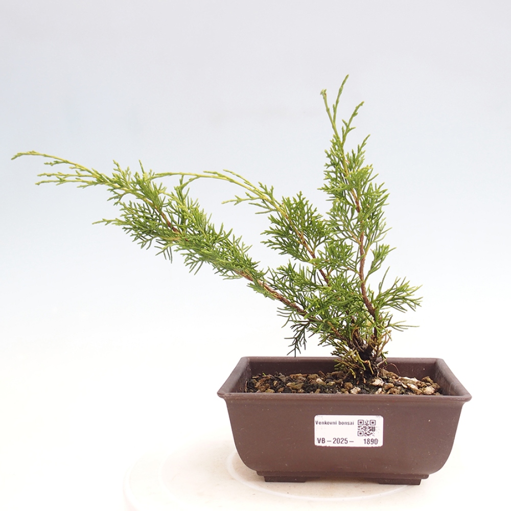 Outdoor bonsai - Juniperus chinensis Itoigawa - Chinese juniper