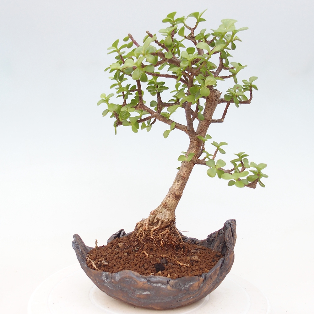 Zimmer Bonsai - Portulakaria Afra - Tlustice