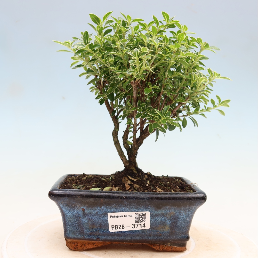 Zimmerbonsai - Serissa foetida Variegata - Baum der Tausend Sterne