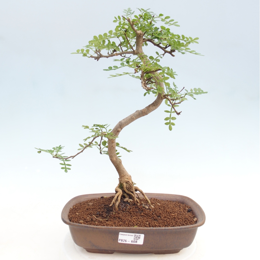 Zimmer Bonsai - Zantoxylum piperitum - Pfefferbaum