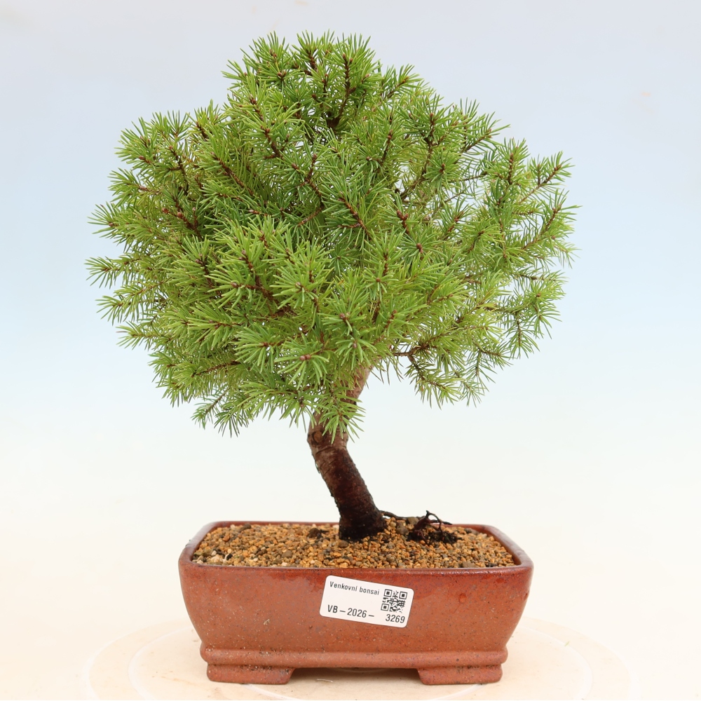 Bonsai für draußen - Fichte - Picea glauca globe