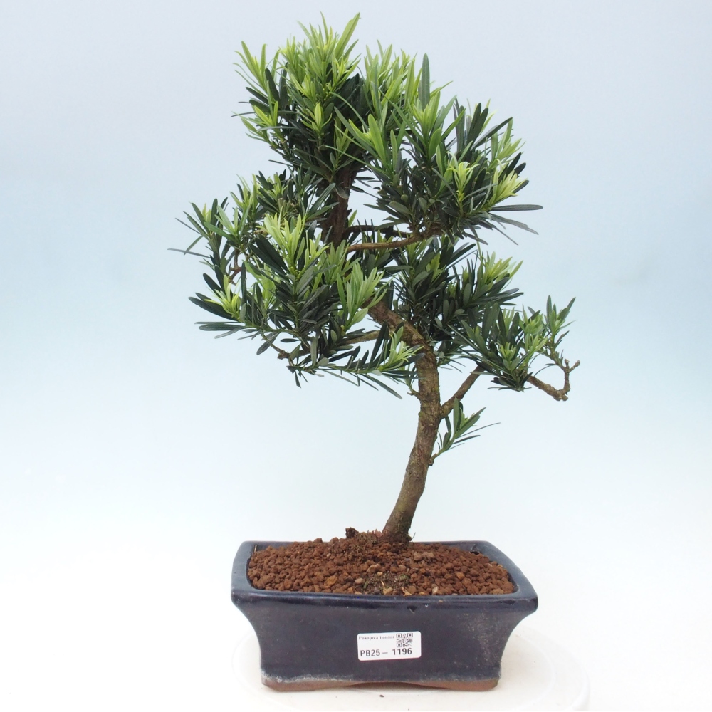 Zimmerbonsai - Podocarpus - Steintausend