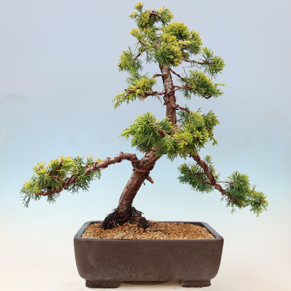 Bonsai für den Außenbereich – Juniperus chinensis  aurea – Chinesischer Goldwacholder