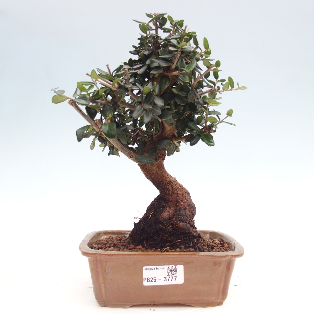 Zimmerbonsai - Olea europaea sylvestris