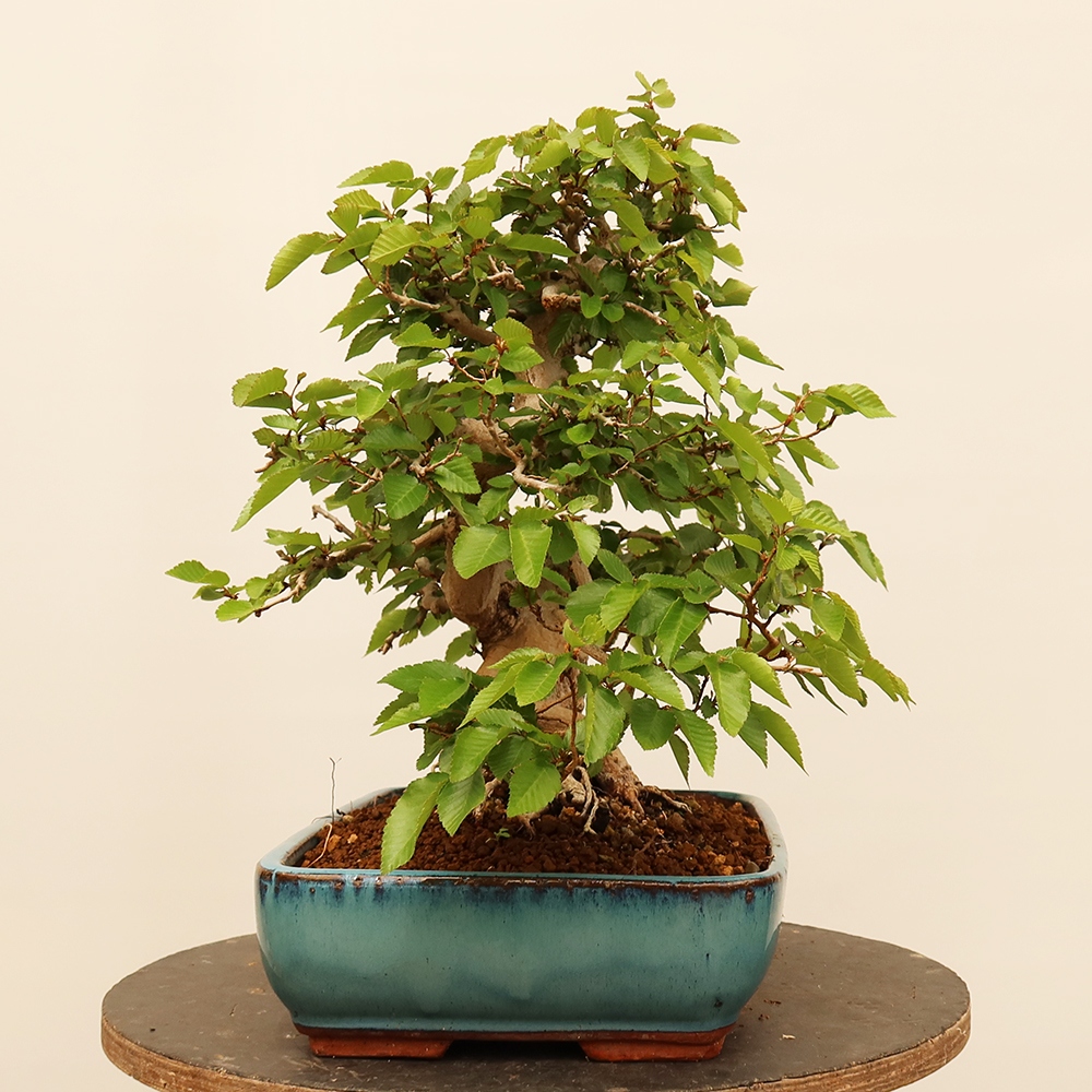 Bonsai im Freien - Carpinus Coreana - Koreanische Hainbuche