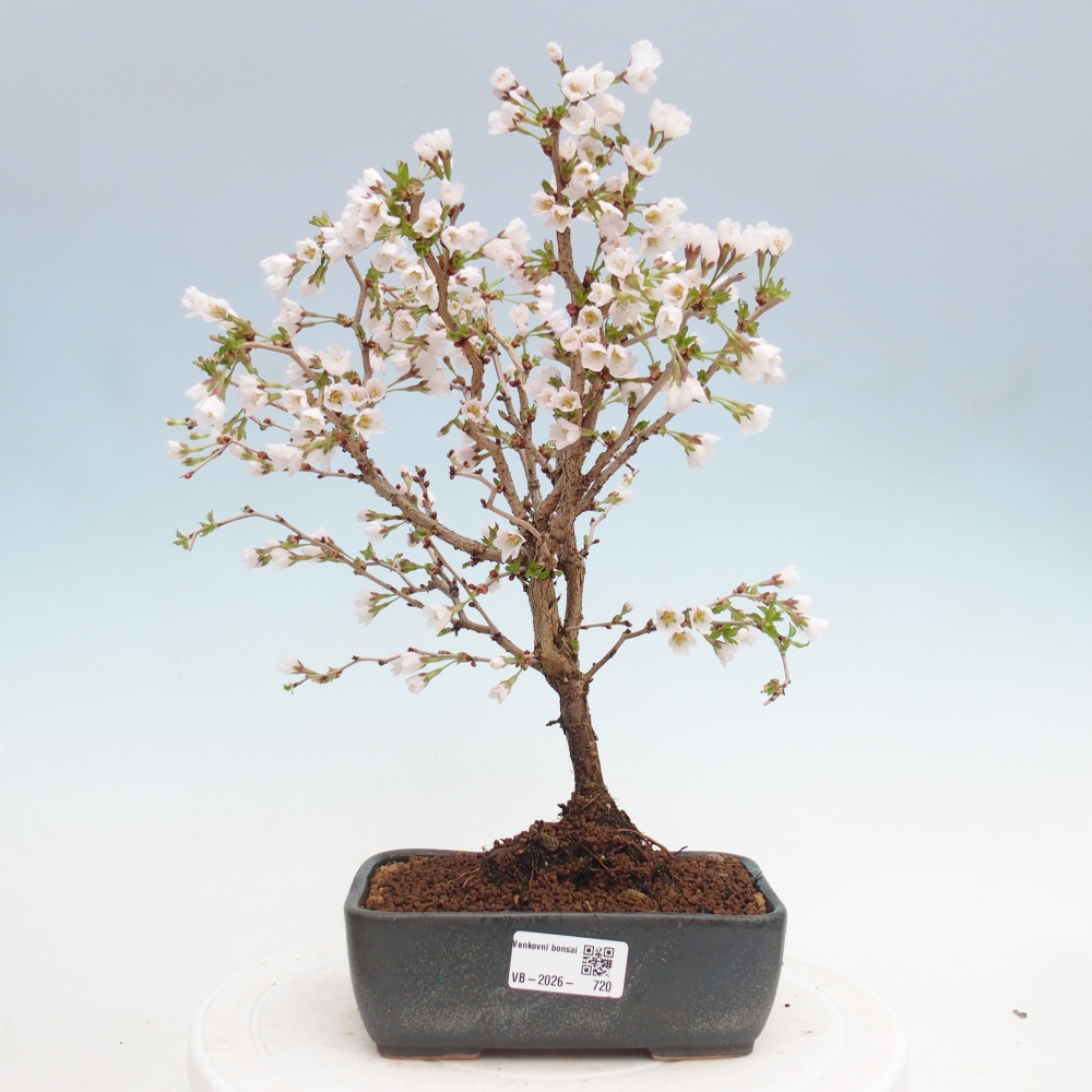 Bonsai für draußen - Prunus incisa Kojou-no mai-Plivon ausgeschnitten