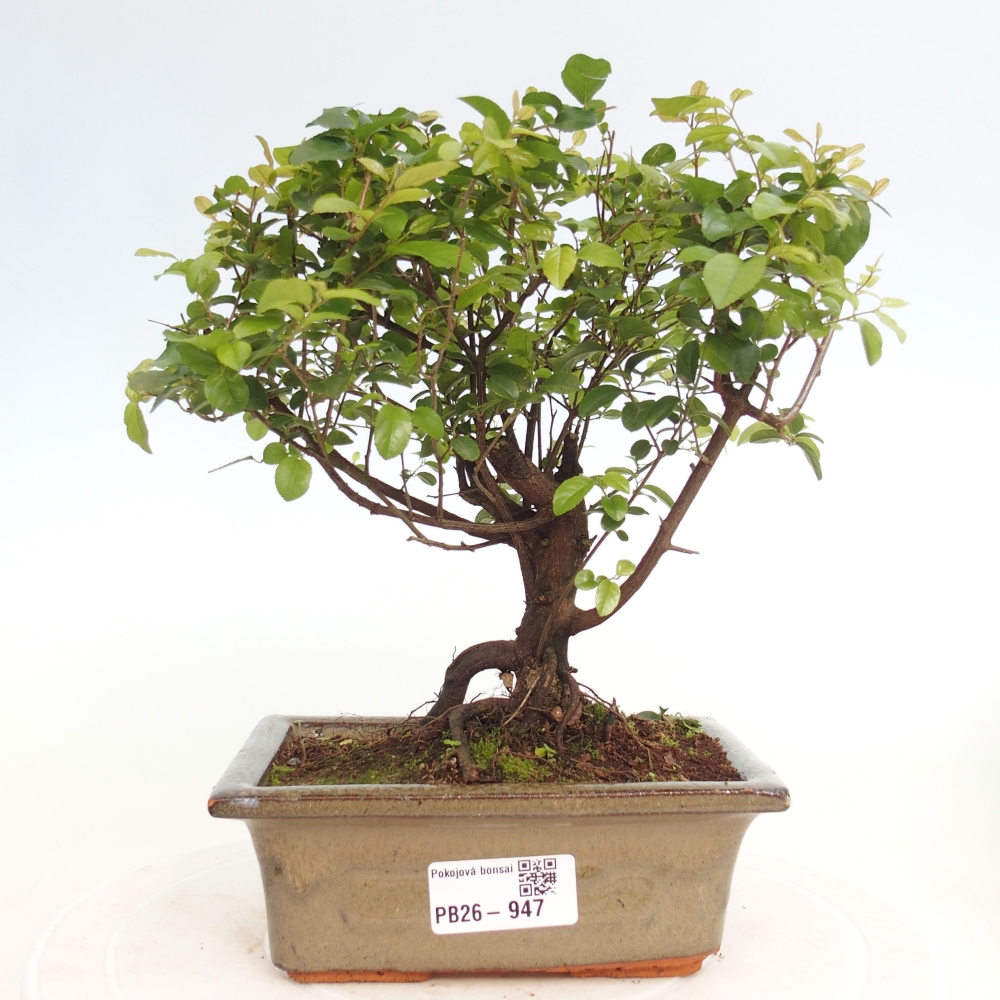 Zimmer Bonsai - Sageretia thea - Sageretia thea
