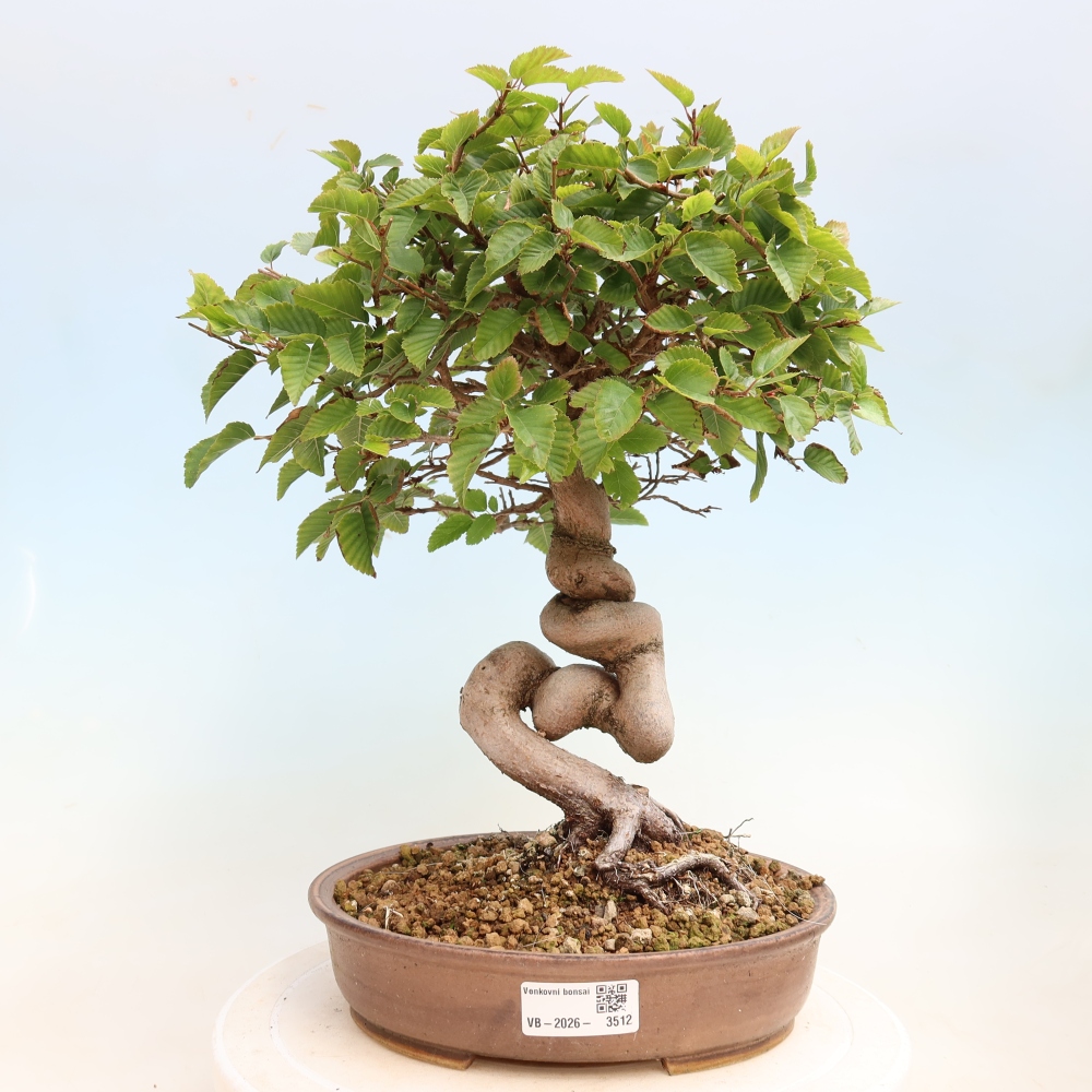 Bonsai für draußen -Carpinus CARPINOIDES - Koreanische Hainbuche