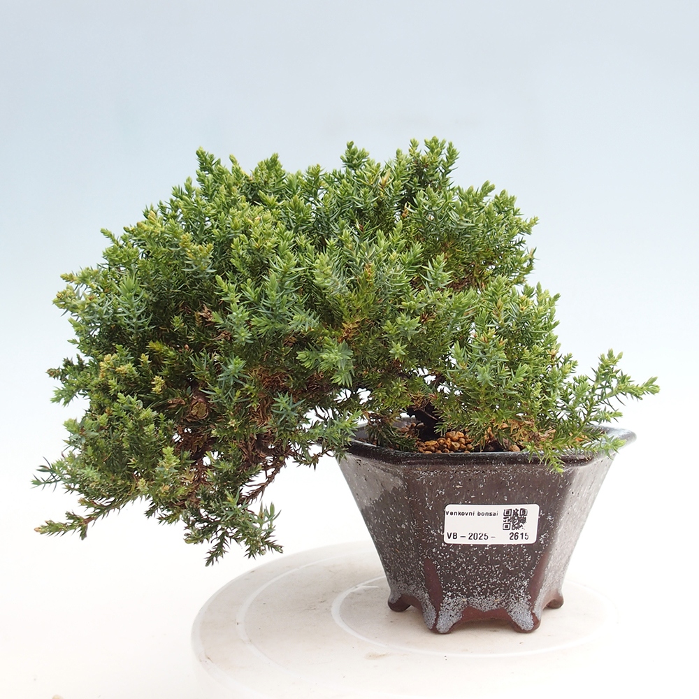 Bonsai im Freien - Juniperus procumbens - Niedergeworfener Wacholder