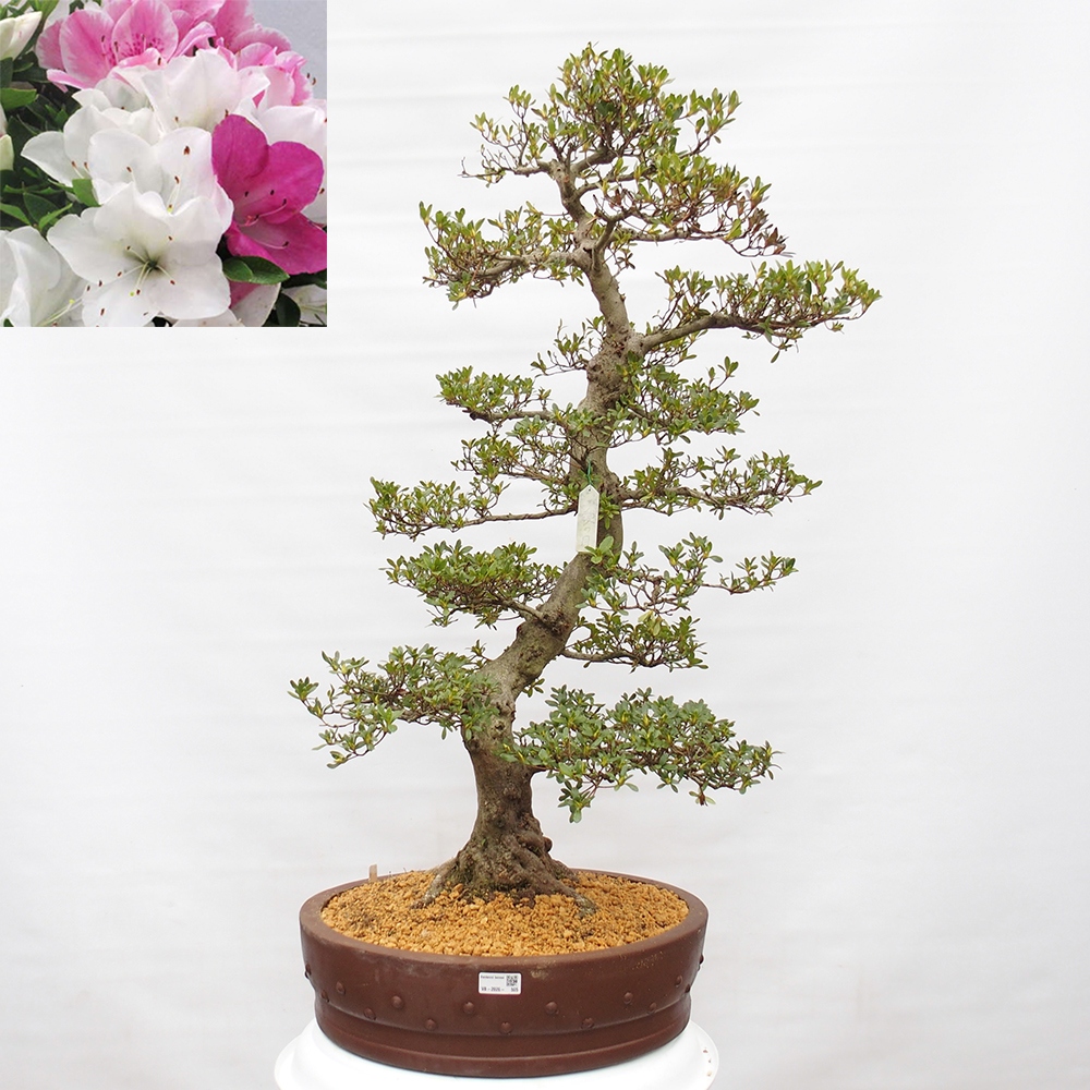 Bonsai für draußen - Japanische Azalee - Azalee Ai-no-Tsuki