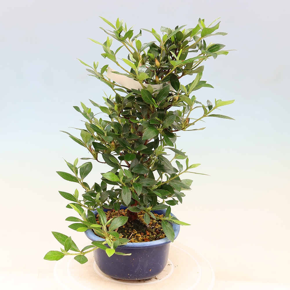 Bonsai für draußen - Japanische Azalee - Azalea Shinsei