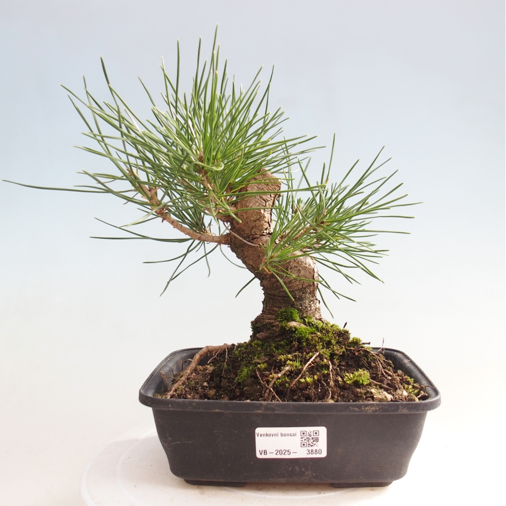 Bonsai für draußen - Pinus thunbergii - Thunberg-Kiefer