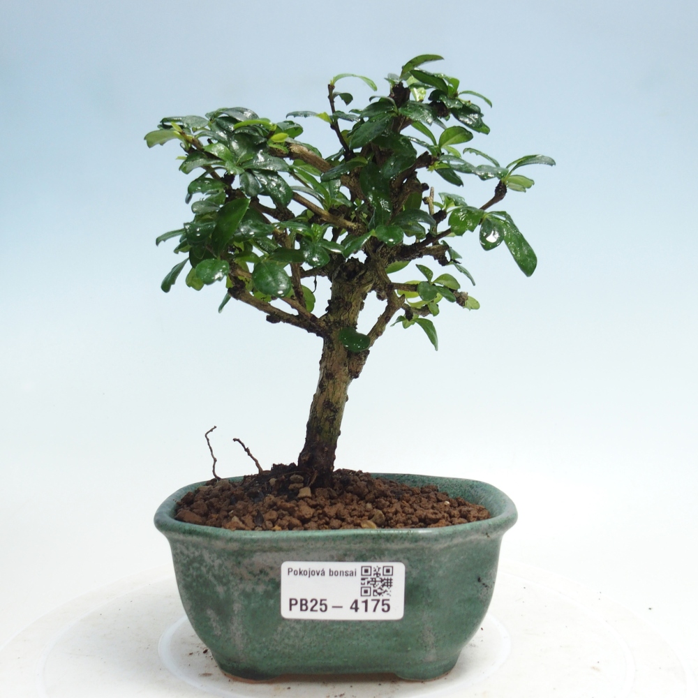 Zimmer-Bonsai - Carmona macrophylla - Tee-Fuki