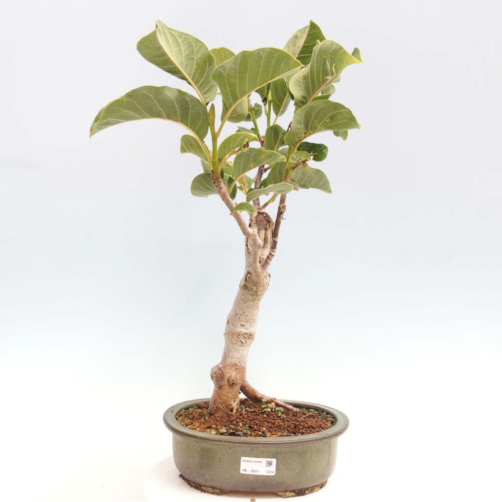 Outdoor-Bonsai - Magnolie Schwarze Tulpe - Magnolie