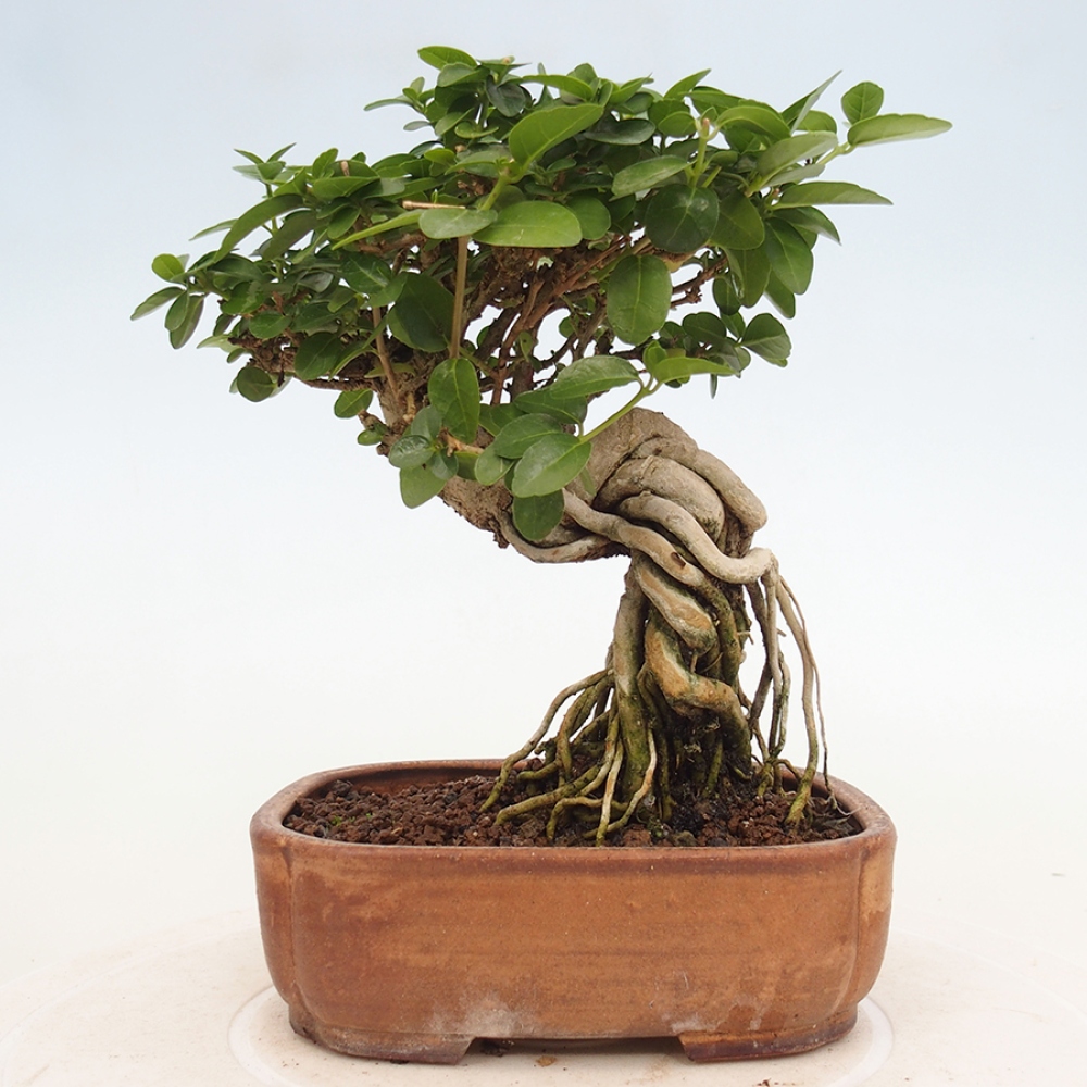 Zimmerbonsai - Premna serratifolia - Kozlovon kleinblättrig