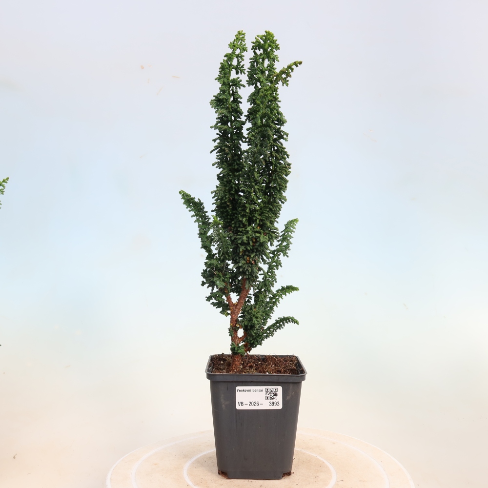 Bonsai für draußen - Cham. obtusa SEKKA HINOKI - Zypresse