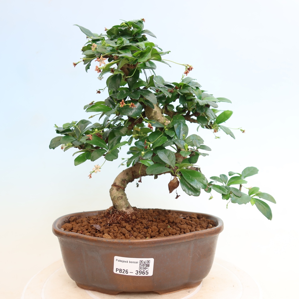 Zimmer-Bonsai - Carmona macrophylla - Tee-Fuki