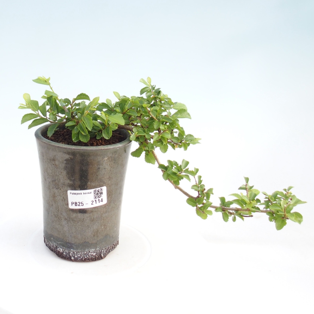 Zimmerbonsai - Grewia occidentalis - Lavendelstern