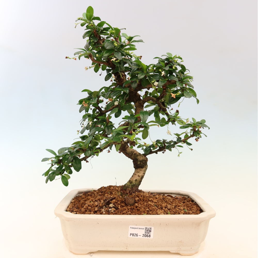 Zimmer-Bonsai - Carmona macrophylla - Tee-Fuki