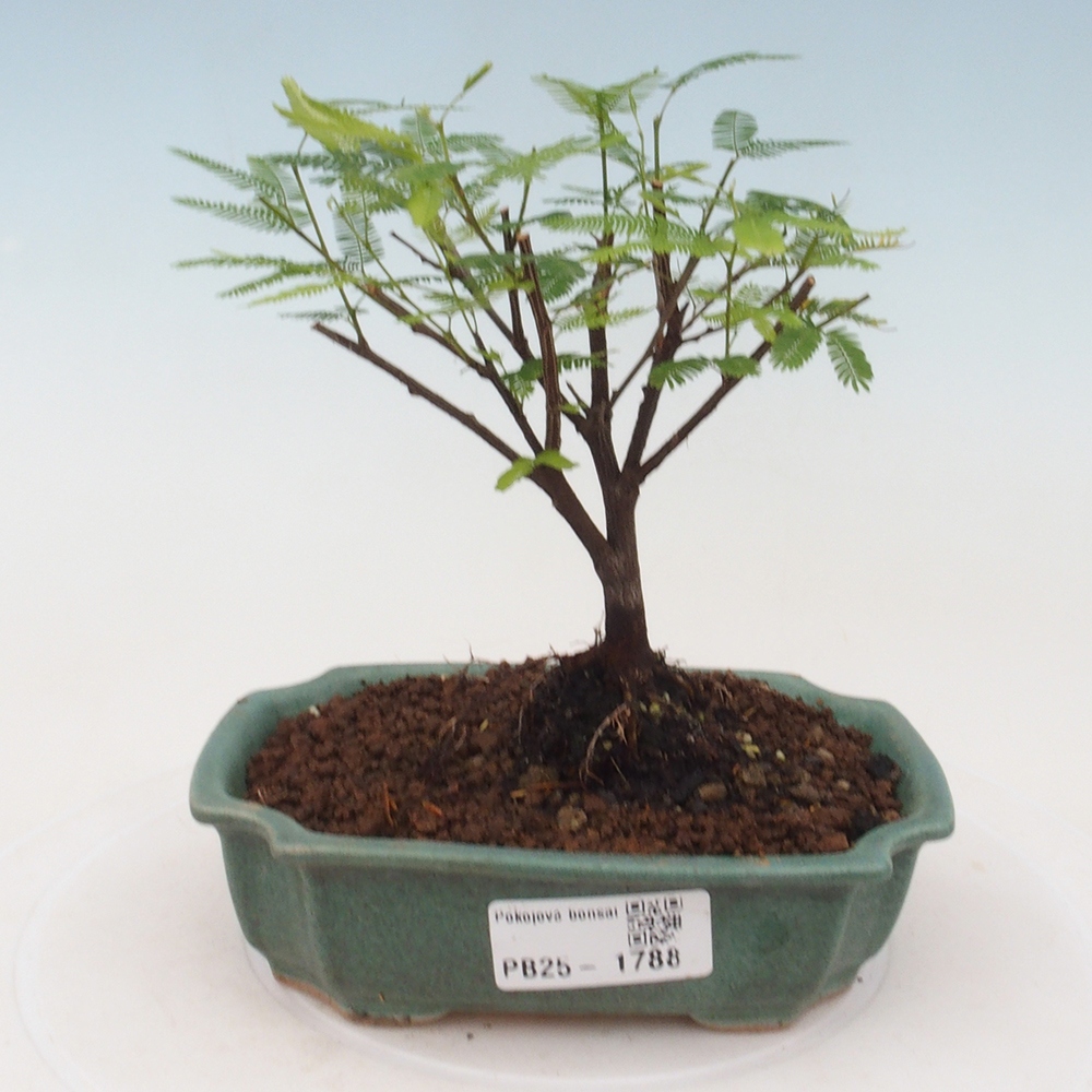 Zimmer Bonsai-Calliandra surinamensis Dixie Pink -Kaliandra von Suria