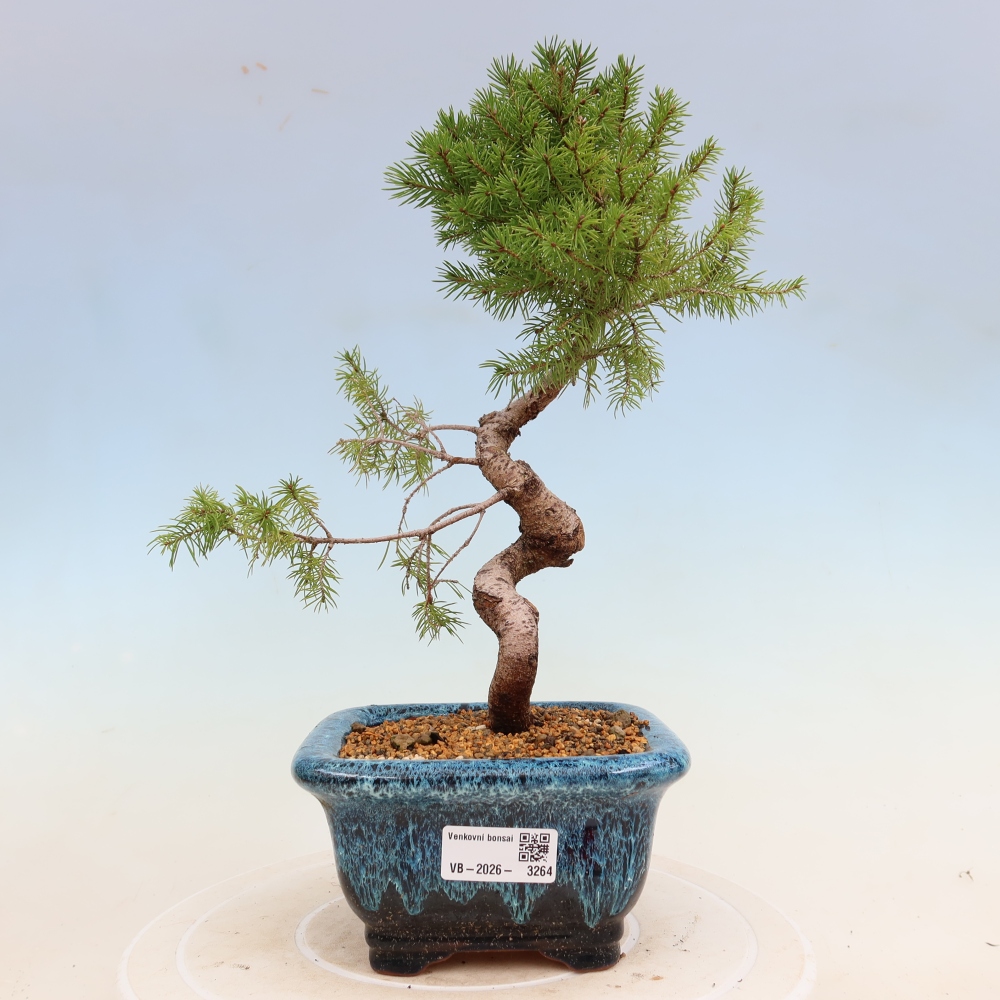 Bonsai für draußen - Fichte - Picea glauca globe
