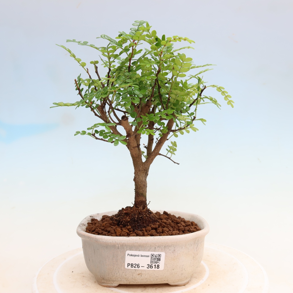 Zimmer Bonsai - Zantoxylum piperitum - Pfefferbaum