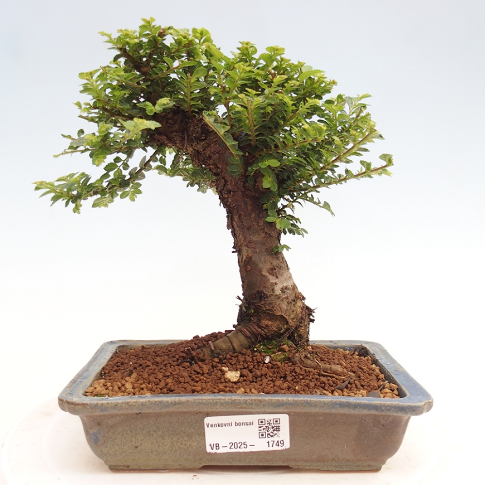 Bonsai im Freien - Ulmus parvifolia Hokkaido - Chinesische Ulme