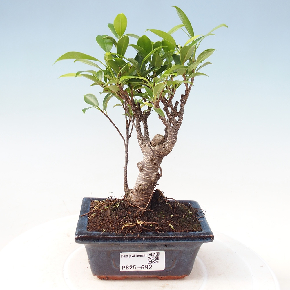 Zimmerbonsai - Kleinblättriger Ficus - Ficus kimmen