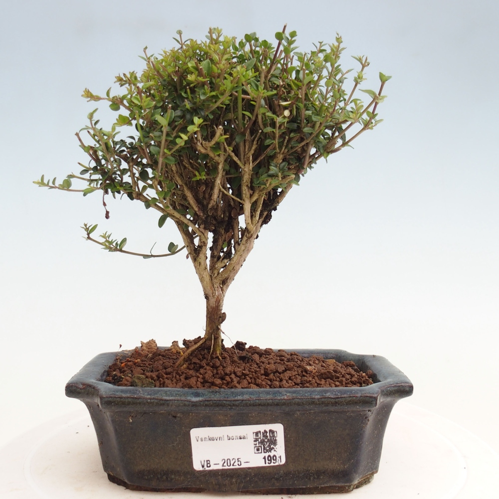 Bonsai im Freien - Lonicera nitida Twiggy - Geißblatt