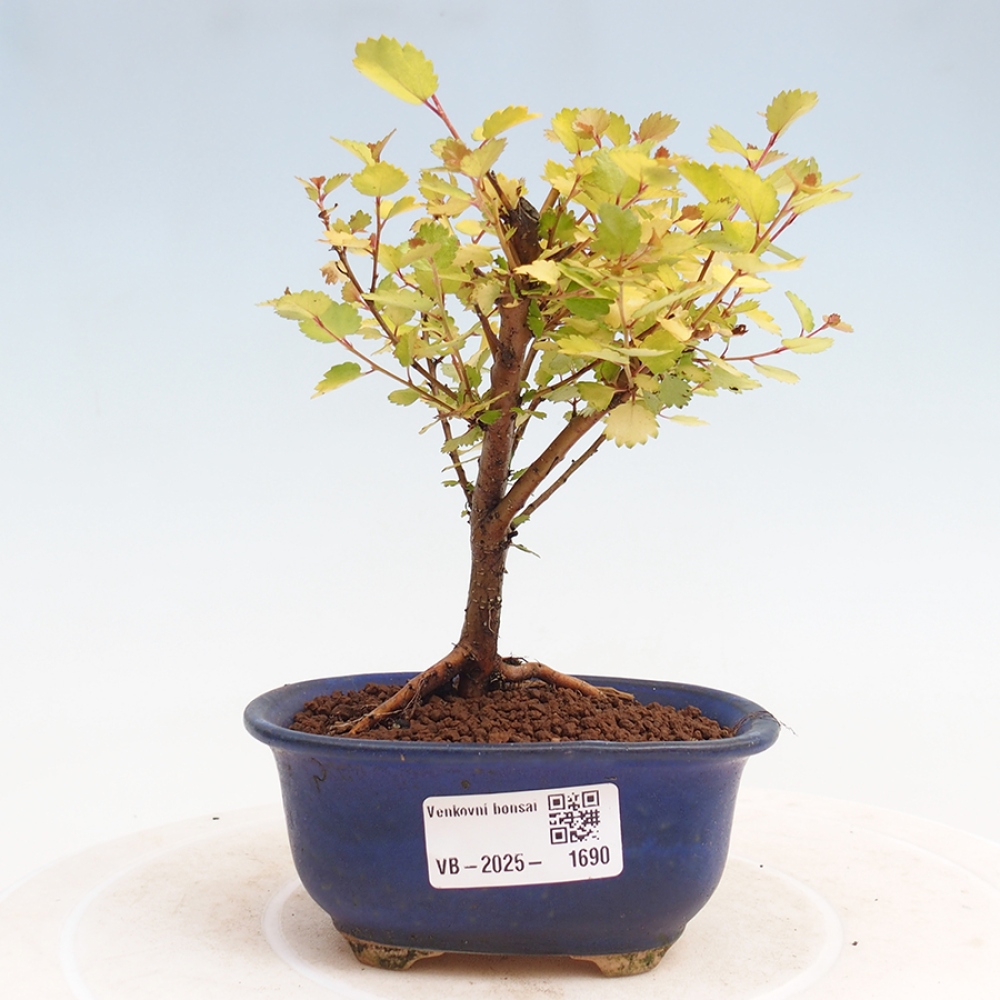 Bonsai im Freien - Zwergbirke - Betula NANA Treasure