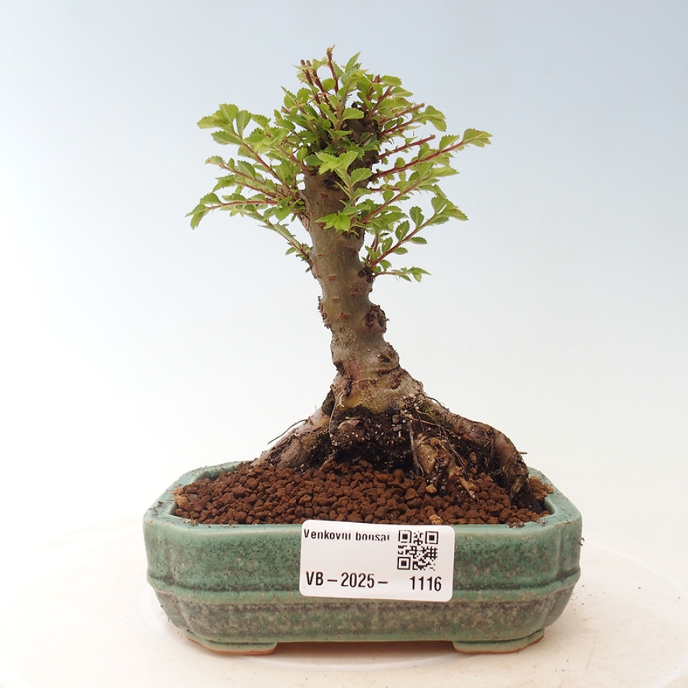 Bonsai im Freien - Ulmus parvifolia Sagei - Kleinblättrige Ulme