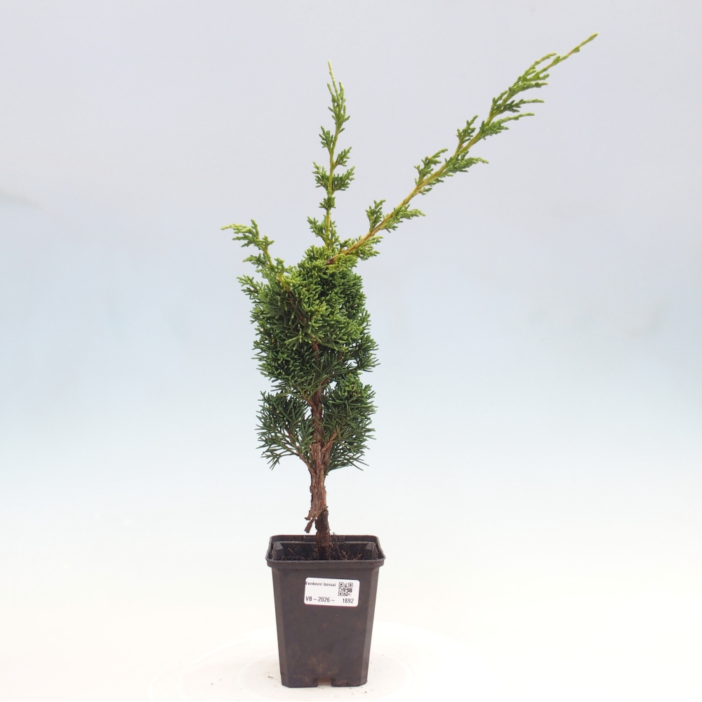Bonsai für draußen - Juniperus chinensis Kishu
