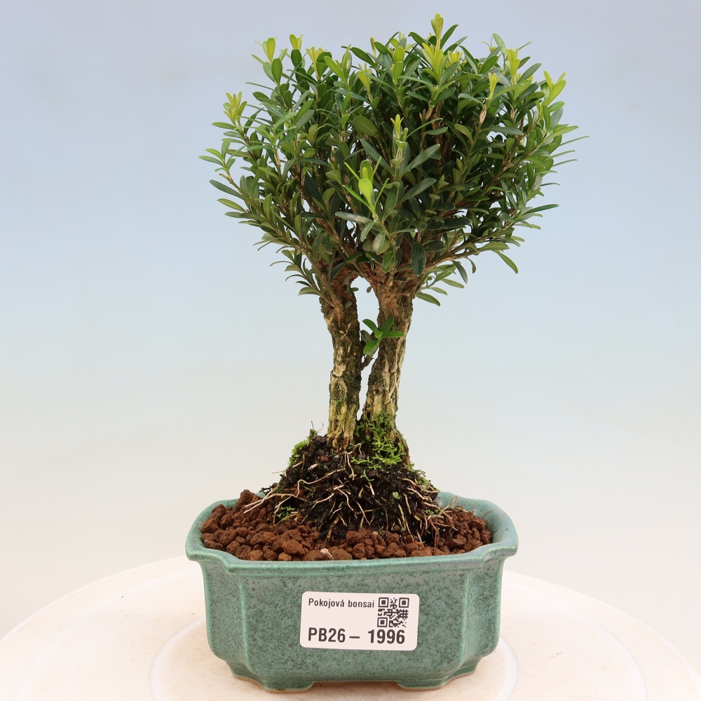 Zimmer Bonsai - Buxus harlandii - Korkbuxus