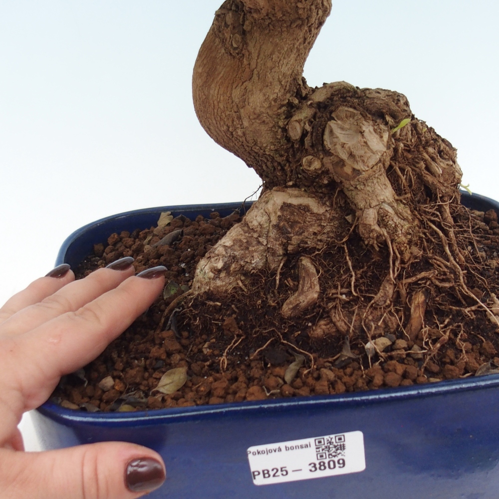 Zimmerbonsai - Duranta erecta Aurea
