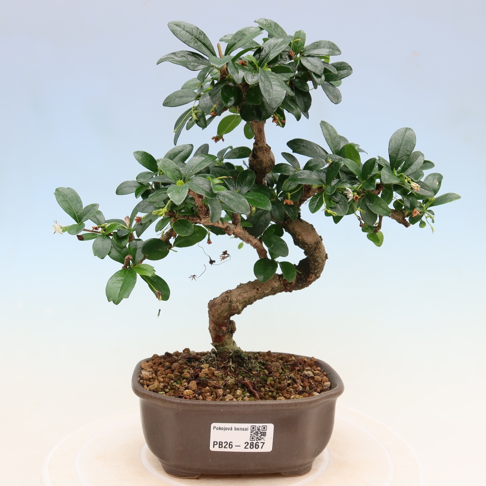 Zimmer-Bonsai - Carmona macrophylla - Tee-Fuki