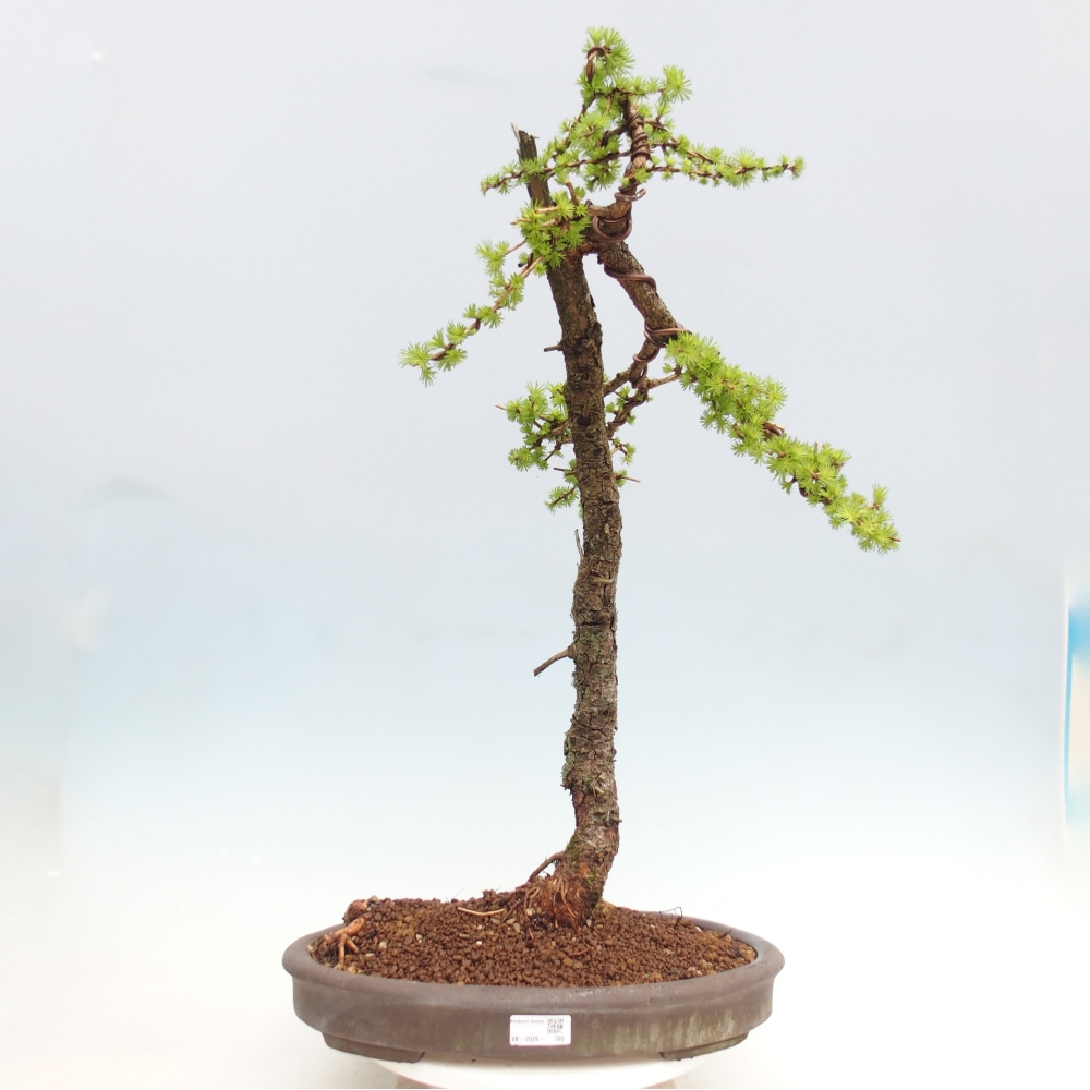 Outdoor-Bonsai -Larix decidua - Lärche - nur Palettentransport